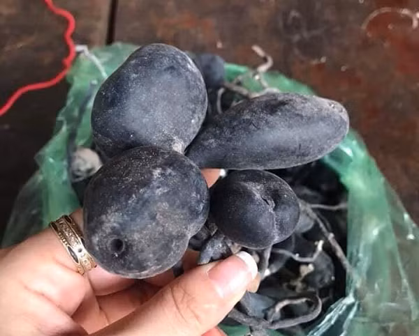 Trong y học, nó là một loại thảo dược có tác dụng an thần, trị mất ngủ, cầm máu, giảm huyết áp, bỏng... Ngoài ta, nó còn có thể giúp cải thiện trí nhớ, bảo vệ não, bổ thận...