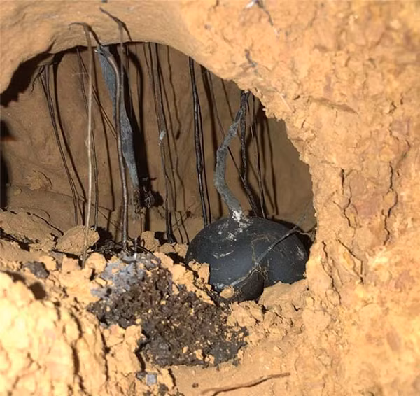 Sâm Ô linh có hình dáng khác biệt với các loại sâm thông thường, nó có hình dáng bầu dục, màu đen, thịt bên trong trắng, đường kính trung bình từ 1cm - 7cm chiều dài từ 4cm - 10 cm có những quả nấm to có thể bằng bàn tay.