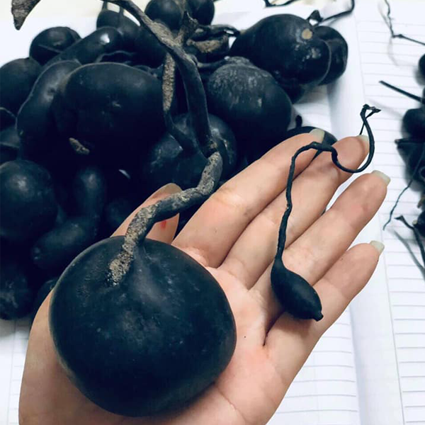 Sâm Ô linh có vị ngọt nhẹ, mùi thơm, tính bình. Trên thế giới, loại sâm này được tìm thấy ở Trung Quốc, Hàn Quốc... Tại Trung Quốc, sâm Ô linh được coi là một loại thảo dược cực kỳ quý hiếm, giá cao.