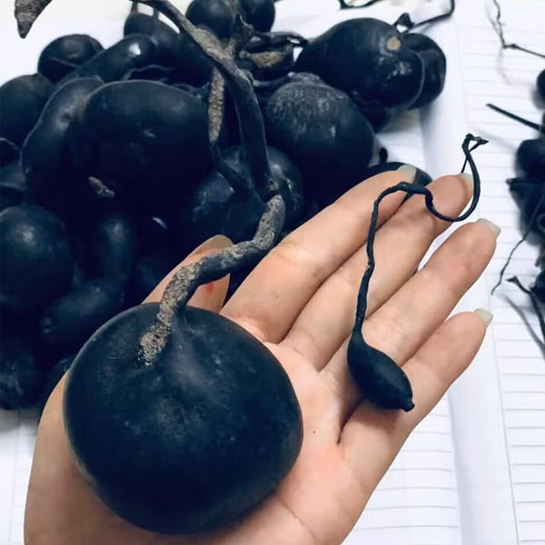 Sâm Ô linh có vị ngọt nhẹ, mùi thơm, tính bình. Trên thế giới, loại sâm này được tìm thấy ở Trung Quốc, Hàn Quốc... Tại Trung Quốc, sâm Ô linh được coi là một loại thảo dược cực kỳ quý hiếm, giá cao.