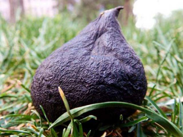 Đối với những người sau khi phẫu thuật, sau sinh em bé hoặc trong thời kỳ cho con bú thì đây là một dược liệu có tác dụng thần kỳ. Bởi vì môi trường sinh trưởng và điều kiện sống của sâm Ô Linh rất đặc biệt nên chúng có số lượng rất ít.