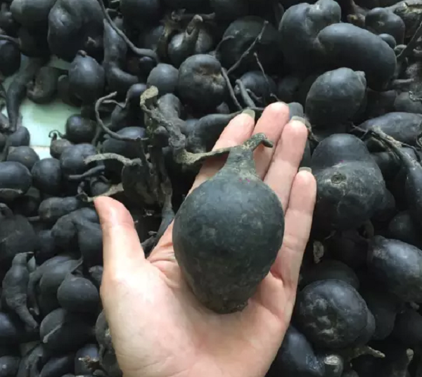 Việc trồng nhân tạo loại sâm quý này vẫn còn rất nhiều hạn chế, sản lượng hằng năm rất ít nên nếu là sâm mọc hoang trong núi thì có rất nhiều người sẵn sàng trả giá cực kỳ cao để được sở hữu nó. Mời các bạn xem video: Khung cảnh thiên nhiên tuyệt đẹp tại các quốc gia ít dân nhất thế giới. Nguồn: VTC.