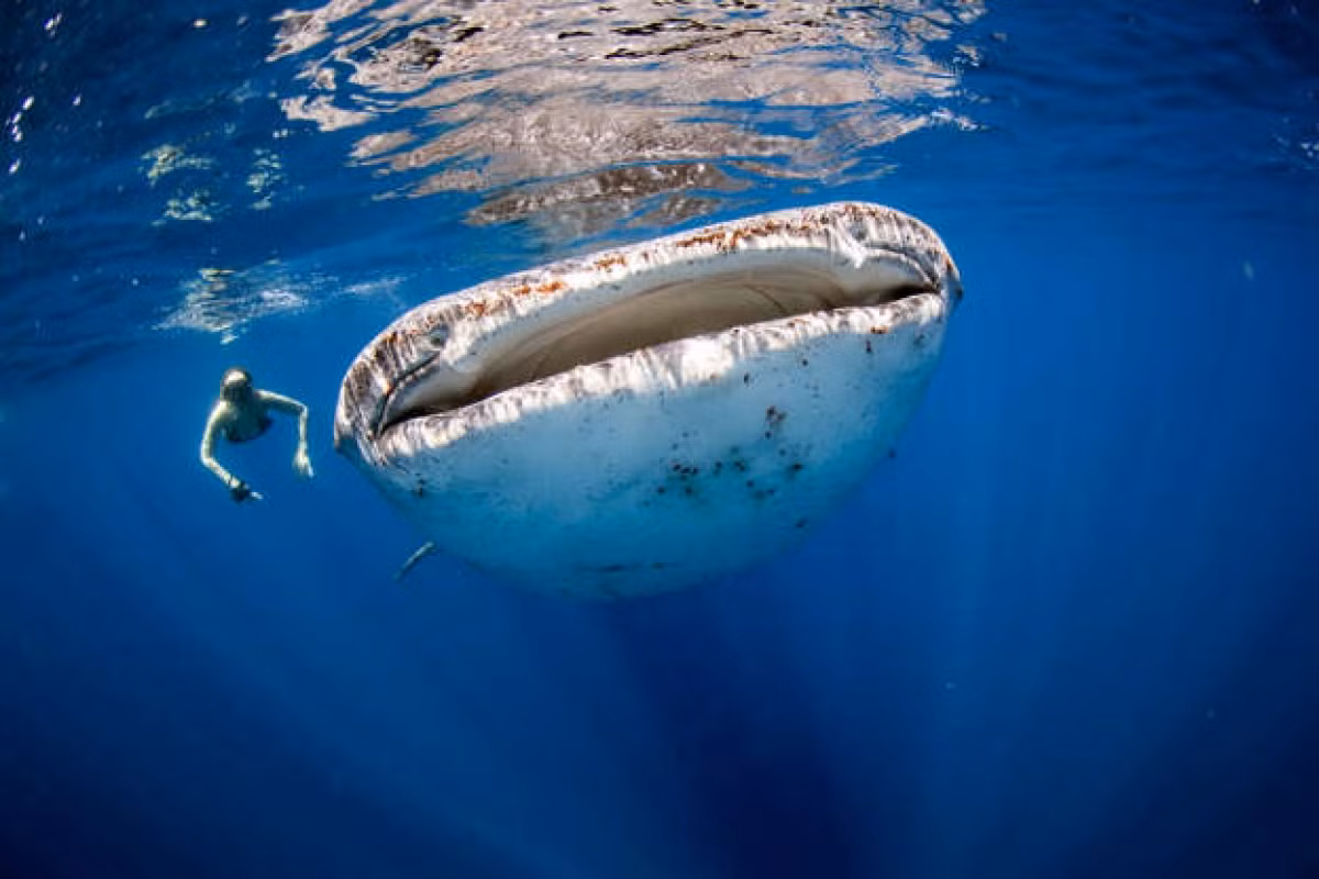 Một người phụ nữ bơi cạnh một chú cá nhám voi - loài cá lớn nhất đại dương. Mặc dù có kích cỡ khổng lồ nhưng những chú cá này thường thích ăn các sinh vật phù du.