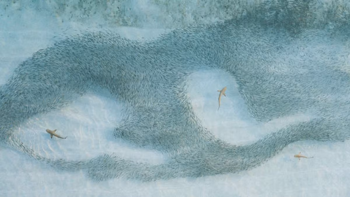 Cảnh tượng cá mập vây đen săn mồi trong bức ảnh từ trên cao đầy ấn tượng.