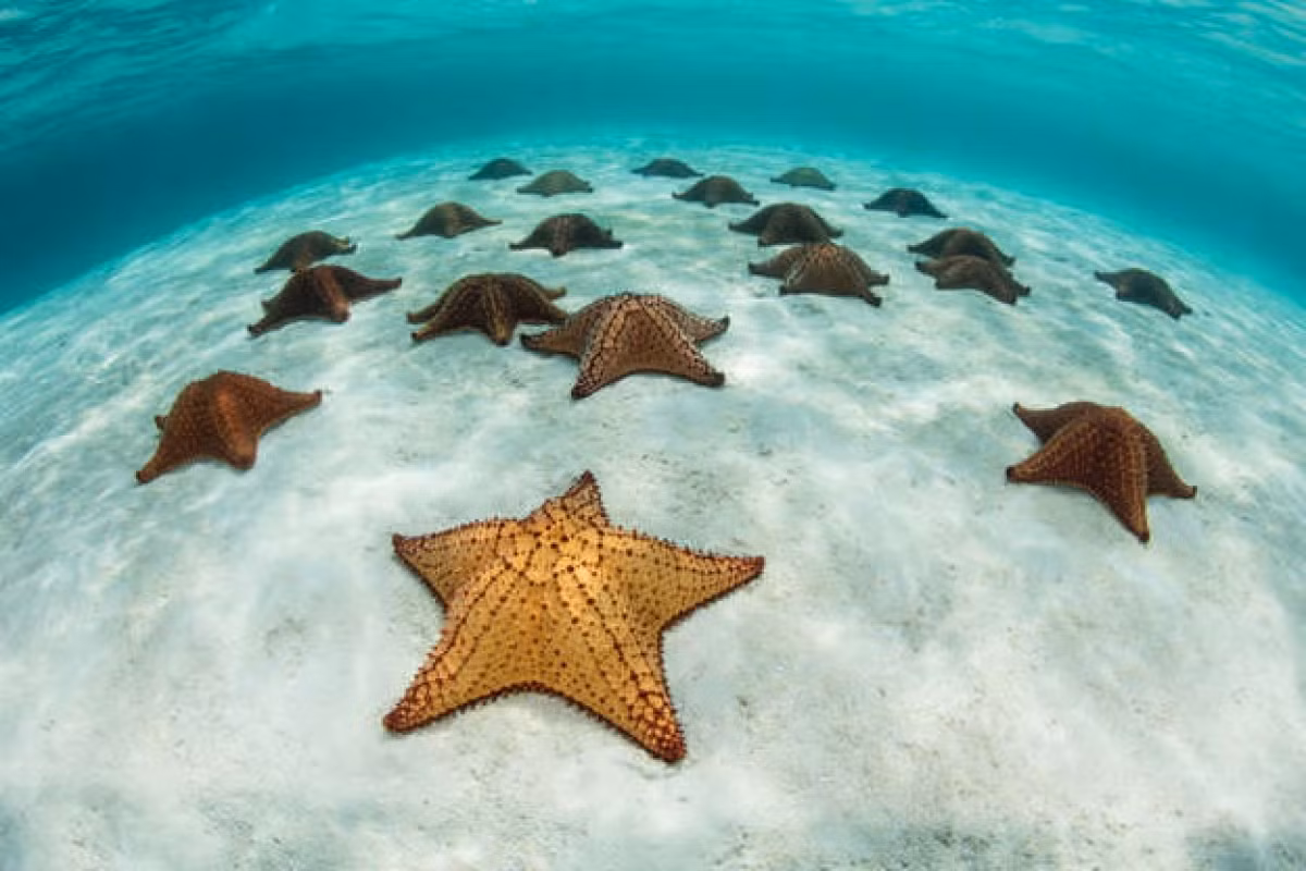 Những chú sao biển ở một vùng nước nông ngoài khơi Belize ở Biển Caribe.