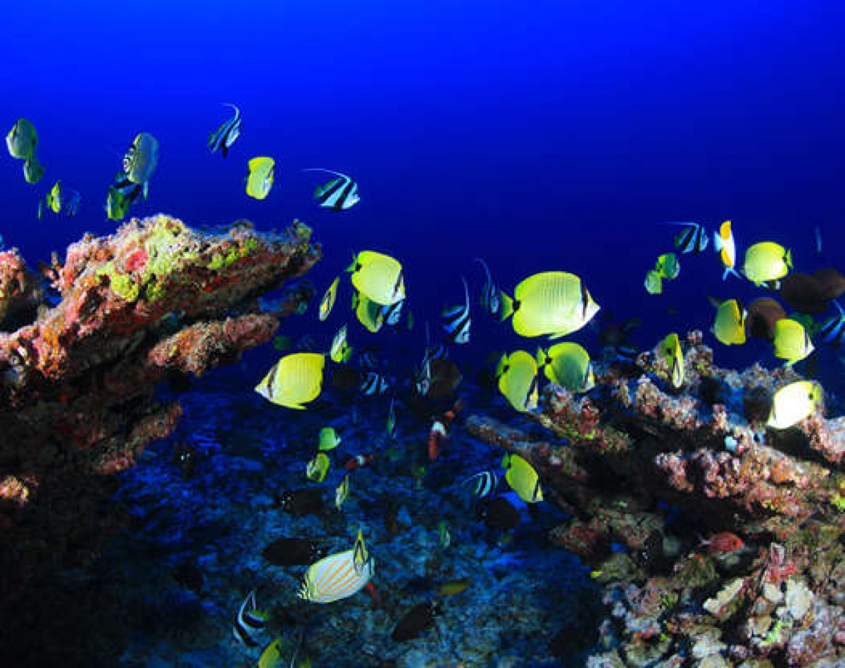 Những đàn cá rực rỡ màu sắc bơi qua Rạn san hô vòng Pearl và Hermes ở quần đảo Hawaii.