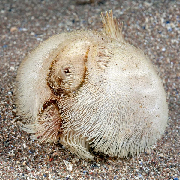 Đây thật ra là những con nhím biển Echinocardium cordatum, được bao phủ bởi những chiếc gai ngắn màu vàng nâu khi chúng còn sống và dành cả ngày vùi mình vài cm dưới đáy biển ở các quốc gia như Vương quốc Anh, Ireland và Nhật Bản.