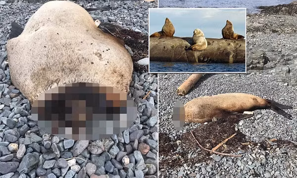 Một số con sư tử biển Steller (Eumetopias tưng bừng) đã bị chặt đầu được tì thấy trên bờ biển Vancouver, Canada vào năm 2020 khiến các nhà khoa học sửng sốt. Các chuyên gia động vật có vú biển tin rằng đây là hành động của con người, tuy nhiên họ vẫn chưa thể đưa ra kết luận.