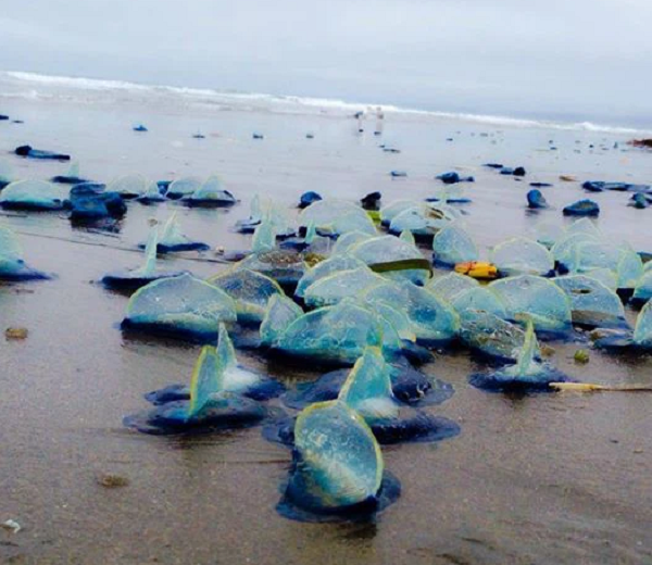 Một cuộc lên bờ hàng loạt khác diễn ra dọc theo Bờ Tây Mỹ vào năm 2014. Các sinh vật nhìn như thủy tinh hóa ra là sứa thủy thủ gió (by-the-wind sailor), loài này là họ hàng với loài sứa biển man-o-war khét tiếng.