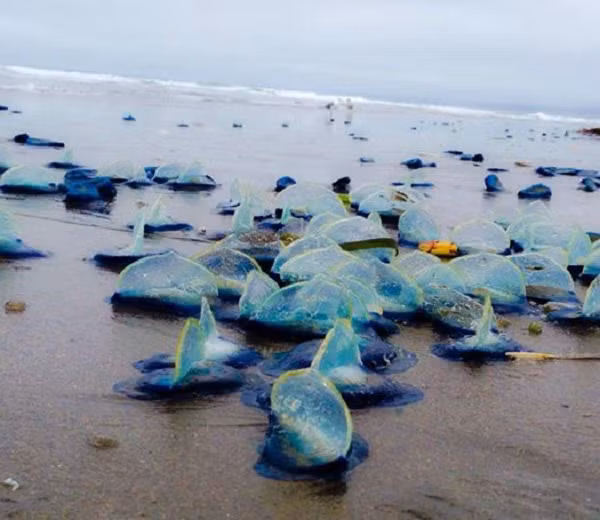 Một cuộc lên bờ hàng loạt khác diễn ra dọc theo Bờ Tây Mỹ vào năm 2014. Các sinh vật nhìn như thủy tinh hóa ra là sứa thủy thủ gió (by-the-wind sailor), loài này là họ hàng với loài sứa biển man-o-war khét tiếng.