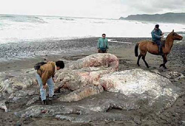 Thủy quái ở Chile được phát hiện vào tháng 7/2003 có chiều dài tới 1 2m, nặng 13 tấn. Ban đầu, nhiều nhà sinh vật học xác định đây là một loài bạch tuộc khổng lồ chưa từng được biết đến từ trước tới nay. Điều này khiến dư luận cả thế giới xôn xao. Sau đó, thủy quái được xác định lại là một con cá voi.
