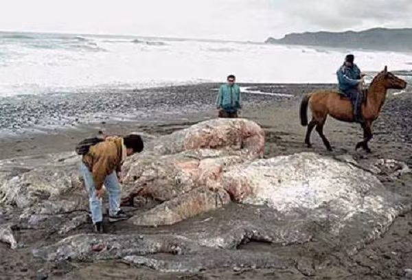 Thủy quái ở Chile được phát hiện vào tháng 7/2003 có chiều dài tới 1 2m, nặng 13 tấn. Ban đầu, nhiều nhà sinh vật học xác định đây là một loài bạch tuộc khổng lồ chưa từng được biết đến từ trước tới nay. Điều này khiến dư luận cả thế giới xôn xao. Sau đó, thủy quái được xác định lại là một con cá voi.