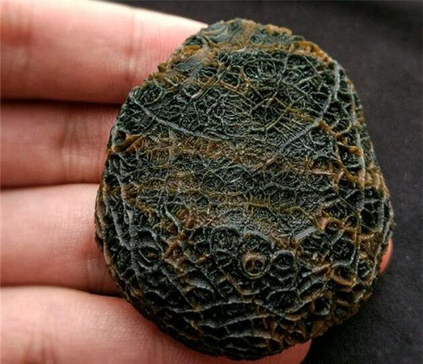 Ban đầu khi mới nhìn thấy viên đá, anh chàng cảm thấy ghê sợ nó nhưng vì tò mò nên vẫn mạnh dạn nhặt lên và mang nó về nhà. Sau khi lau sạch viên đá thì thấy vân của nó rất đặc biệt.