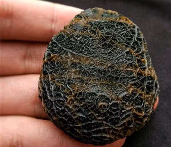 Ban đầu khi mới nhìn thấy viên đá, anh chàng cảm thấy ghê sợ nó nhưng vì tò mò nên vẫn mạnh dạn nhặt lên và mang nó về nhà. Sau khi lau sạch viên đá thì thấy vân của nó rất đặc biệt.