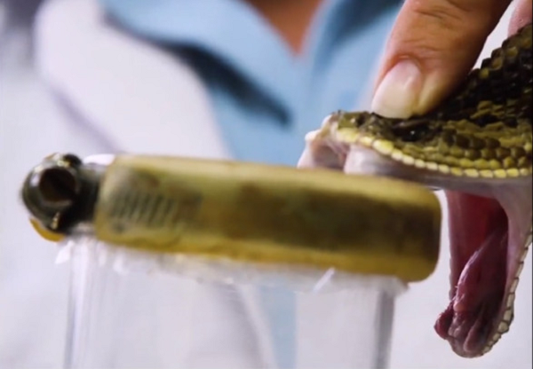 Sau khi ép nọc, de Souza ghi lại trọng lượng và chiều dài của con rắn trước khi đặt nó trở lại vào thùng chứa. Chất kháng nọc độc được tạo ra bằng cách tiêm một lượng nhỏ chất độc vào ngựa được Butantan giữ trong trang trại để kích hoạt phản ứng miễn dịch tạo ra kháng thể chống độc tố tấn công.