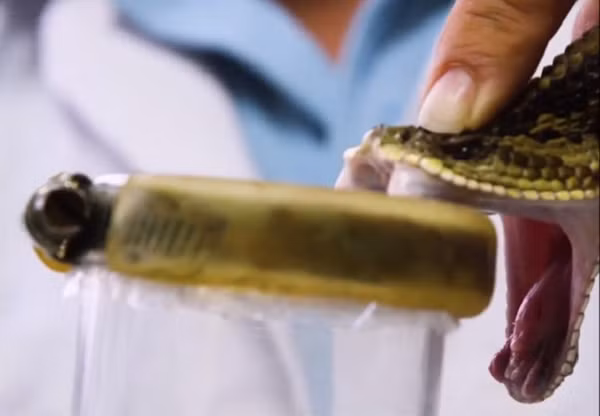 Sau khi ép nọc, de Souza ghi lại trọng lượng và chiều dài của con rắn trước khi đặt nó trở lại vào thùng chứa. Chất kháng nọc độc được tạo ra bằng cách tiêm một lượng nhỏ chất độc vào ngựa được Butantan giữ trong trang trại để kích hoạt phản ứng miễn dịch tạo ra kháng thể chống độc tố tấn công.