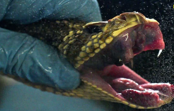 Trong vòng vài phút, con rắn ngủ thiếp đi. "Nó làm cho con vật bớt căng thẳng", de Souza giải thích. Con rắn sau đó được đặt trên băng ghế dài bằng thép không gỉ trong phòng nơi nhiệt độ dao động khoảng 27 độ C.