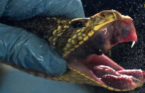 Trong vòng vài phút, con rắn ngủ thiếp đi. "Nó làm cho con vật bớt căng thẳng", de Souza giải thích. Con rắn sau đó được đặt trên băng ghế dài bằng thép không gỉ trong phòng nơi nhiệt độ dao động khoảng 27 độ C.