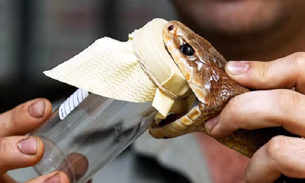 Nọc sau đó được chiết xuất từ con vật và các kháng thể được thu hoạch để tạo ra loại huyết thanh sẽ được dùng cho những nạn nhân bị rắn cắn. Viện đang tạo ra tất cả chất kháng nọc độc của Brazil - khoảng 250.000 lọ 10-15 ml mỗi năm.