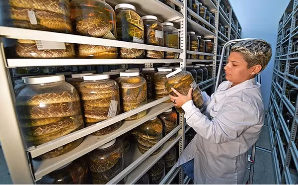 Quy trình thu hoạch nọc độc rắn này diễn ra vô cùng phức tạp và nguy hiểm. Nắm chặt con rắn chết người đằng sau hàm của nó, các nhà khoa học sẽ mát-xa tuyến nọc độc để vắt kiệt những giọt chất lỏng.