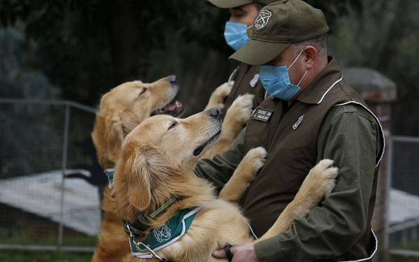 Cảnh sát Dubai cho biết chính quyền địa phương đã nhận được đề nghị từ khắp nơi trên thế giới về việc chia sẻ kinh nghiệm huấn luyện chó đánh hơi, phát hiện COVID-19.