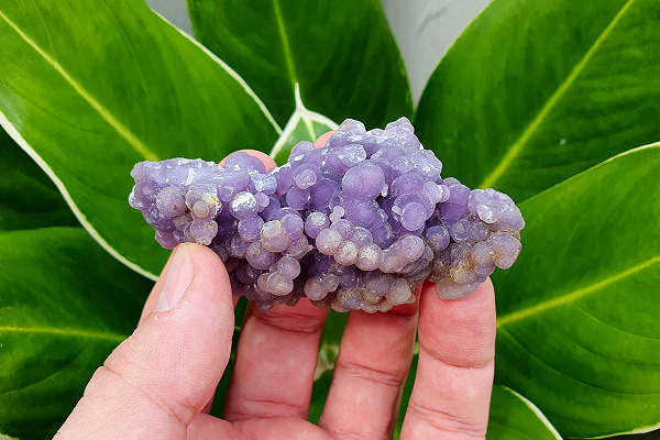 Mã não nho tím thường được tìm thấy ở khu vực rộng 25 km vuông ở những ngọn núi hiểm trở, có rừng rậm bao phủ, phía bắc của vùng khai thác Manakarra trên đảo Sulawesi của Indonesia.