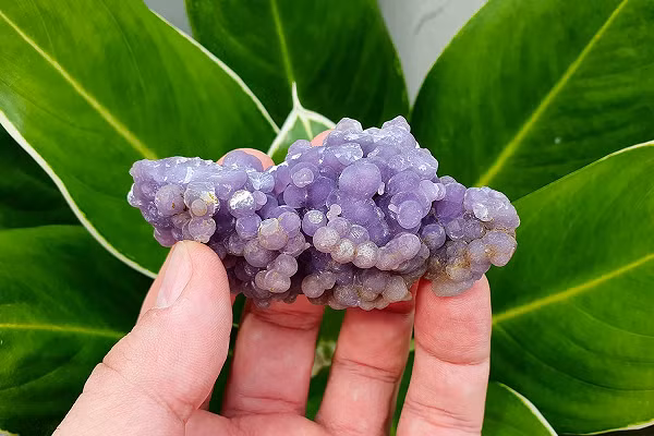 Mã não nho tím thường được tìm thấy ở khu vực rộng 25 km vuông ở những ngọn núi hiểm trở, có rừng rậm bao phủ, phía bắc của vùng khai thác Manakarra trên đảo Sulawesi của Indonesia.