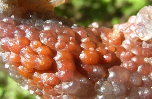 Hòn đá này không chỉ có màu sắc đặc biệt mà bề mặt của nó sần sùi, không nhẵn mịn như những loại đá thông thường. Những nốt sần đó trông như những quả mọng nhỏ xếp chi chít chồng lên nhau.