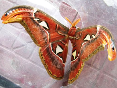 Vô tình gặp 3 điều này: Thần Tài đợi cửa, đổi đời giàu sang Vo tinh gap 3 dieu nay: Than Tai doi cua, doi doi giau sang