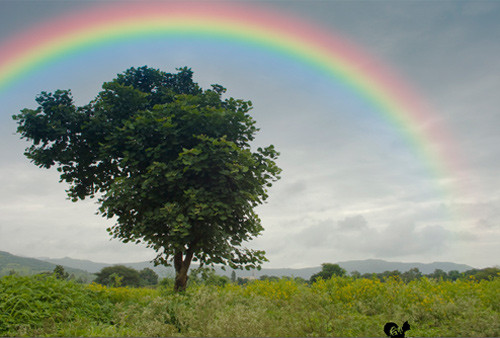 Theo quan niệm dân gian thì cầu vồng chính là một loài vật may mắn mang tới dòng khí tốt. Nên khi nó làm tổ ở đâu thì ở đó chính là nơi có nhiều vận khí tốt, trong thời gian sắp tới chủ nhân ngôi nhà sẽ phát tài phát lộc.