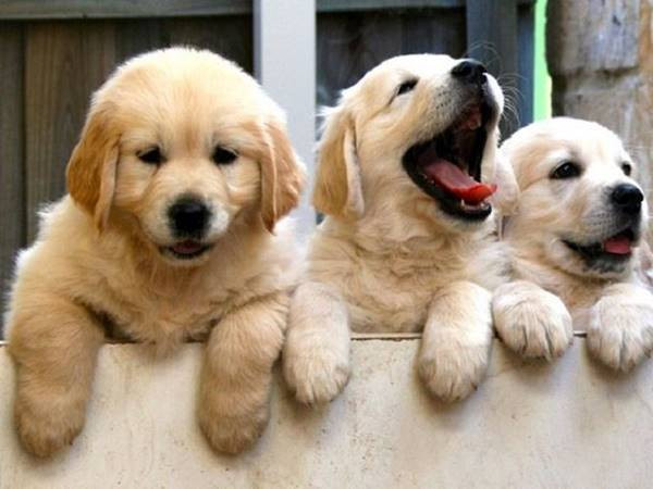 Sắp tới bạn sẽ thấy trong nhà mình có sự thịnh vượng và hạnh phúc, tiền bạc đầy nhà.