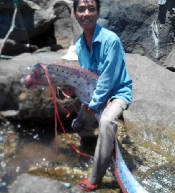 Tháng 6/2014, một thành viên của câu lạc bộ câu cá Hải Vân (TP.Đà Nẵng) câu được một con cá mái chèo “khủng” dài 4,2 m, nặng 29,6 kg tại khu vực vịnh Chân Mây. Ảnh: Tin Mới.