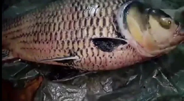 Ngày 6/12/2014, một con cá hô dài 1,8 m, nặng gần 130 kg được ngư dân Nguyễn Thành Lộc (50 tuổi) và con trai Nguyễn Văn Minh (27 tuổi) ngụ huyện Mang Thít, tỉnh Vĩnh Long bắt được trên song Cổ Chiên. Ảnh: Tin Mới.