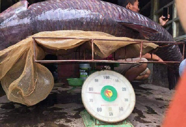 Tháng 6/2018, anh Tăng Văn Năm, một ngư dân đánh bắt cá trên sông Chảy đoạn gần hồ Thác Bà (xã Phan Thanh, Lục Yên, Yên Bái) bắt được một con cá trắm đen “khủng”. Ảnh: Tiền Phong.