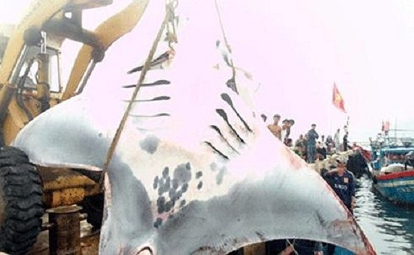 Con cá nạng khổng lồ, có hình thù như chiếc máy bay chiến đấu được bắt ngày 29/11/2011 tại ven đảo Lý Sơn, Quảng Ngãi. Ảnh: VTC.