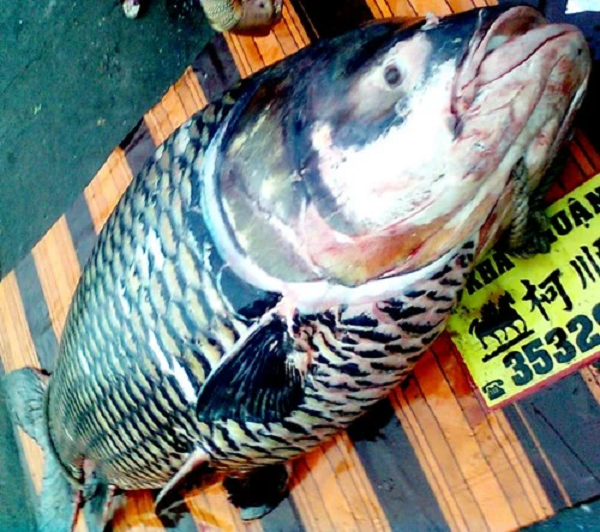Cá hô thuộc họ cá chép, thịt ngon, kích thước lớn nên bị khai thác mạnh và trở nên quý hiếm. Người dân sống cạnh sông Me Kong thỉnh thoảng mới đánh bắt được cá hô. Ảnh: Tin Mới.