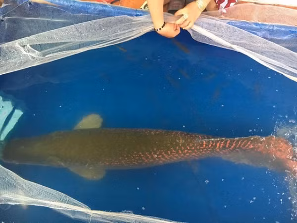 Ngày 5/8/2018, anh Huỳnh Văn Nam (28 tuổi, ngụ ấp Cẩm Thắng, xã Cẩm Giang, huyện Gò Dầu) bắt được cá hải tượng có trọng lượng gần 30 kg trên sông Vàm Cỏ Đông. Ảnh: Đời sống Pháp luật.