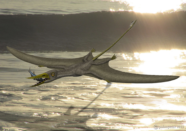 Chúng sở hữu bộ hàm đầy đủ răng, cho khả năng bắt cá và các loài động vật có vú sống dưới biển khác một cách hiệu quả và thuận tiện. Jonatan Alarcon cho biết: “Đây là một phát hiện thật thú vị. Chúng tôi là những người đầu tiên nhận ra sự tồn tại của rhamphorhynchinae ở phía Nam bán cầu”.