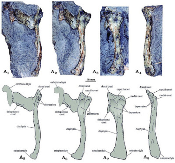Theo tiến sĩ Jhonatan Alarcon-Munoz từ Đại học Chile, người đứng đầu nghiên cứu, loài dực long mới này có sải cánh lên tới 1,8-2 mét, là thành viên lớn nhất của họ Rhamphorhynchinae.