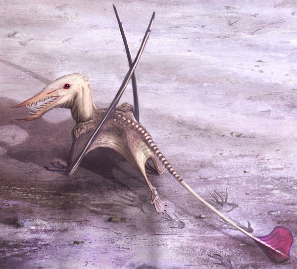 Như vậy, nó là một trong những dực long cổ đại nhất thế giới bởi hầu hết dực long tồn tại vào kỷ Phấn Trắng sau đó. So với các chi khác thuộc loài pterosaur, kích thước của rhamphorhynchinae được xếp vào hàng dưới mức trung bình một chút.