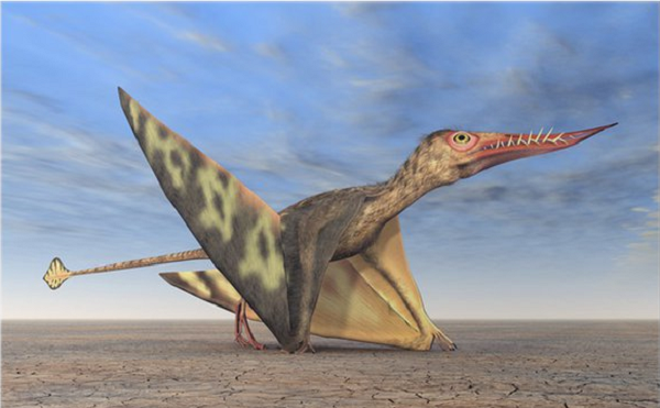 Chúng có một chiếc đuôi dài, nhọn, pterosaur từng là loài sinh vật đáng gờm trong thế giới kỷ Jura. Tuy nhiên, chi tiết về loài và chi của cá thể này hiện vẫn còn là một ẩn số đang chờ lời giải đáp từ phía các nhà khoa học.