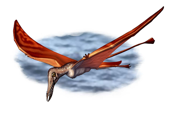 Được biết, trong thời kỳ tồn tại của loài này, phần lớn diện tích đất liền ở phía Nam bán cầu đều trực thuộc siêu lục địa Gondwana.