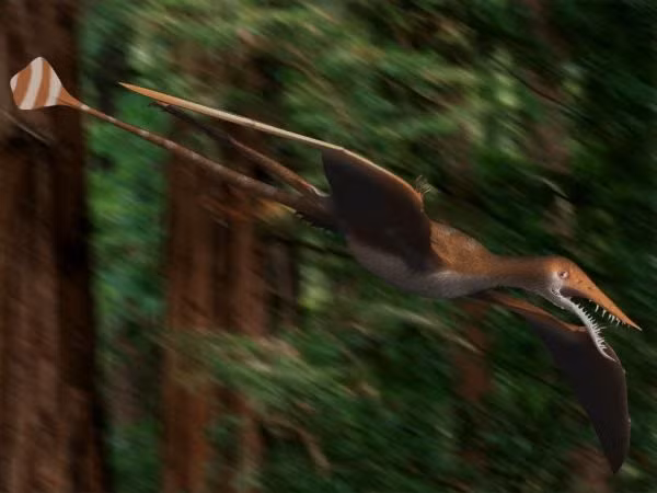 Con rồng bay được công bố mới đây có thể đã bị trôi dạt từ siêu lục địa Laurasia ở phía Bắc tới Gondwana và men theo đường bờ biển để không cách quá xa khỏi nguồn thức ăn của nó.