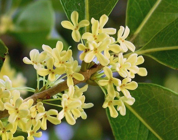 Mùa hoa Mộc Hương nở đẹp nhất là vào mùa thu, tuy nhiên hoa có thể nở quanh năm nên rất nhiều người ưa thích mang loại cây này về trồng trong vườn nhà.