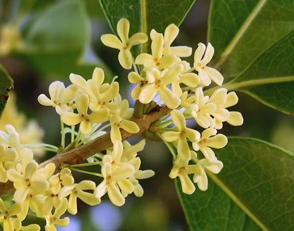 Mùa hoa Mộc Hương nở đẹp nhất là vào mùa thu, tuy nhiên hoa có thể nở quanh năm nên rất nhiều người ưa thích mang loại cây này về trồng trong vườn nhà.