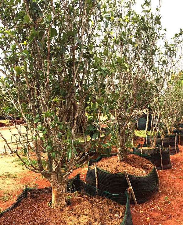 Khi về đến Việt Nam, cây được phân bố chủ yếu tại Kom Tum, Ninh Bình. Cây Mộc Hương được đánh giá là loài cây quý nên giá thành của cây này rất cao, có những cây lên đến nhiều tỷ đồng.