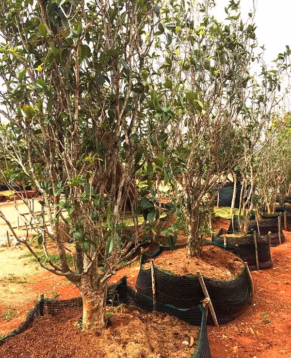 Khi về đến Việt Nam, cây được phân bố chủ yếu tại Kom Tum, Ninh Bình. Cây Mộc Hương được đánh giá là loài cây quý nên giá thành của cây này rất cao, có những cây lên đến nhiều tỷ đồng.