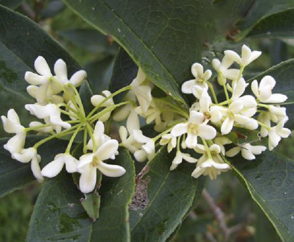 Đặc điểm của Mộc Hương là hoa có màu trắng, vàng đậm hoặc vàng nhạt, tỏa ra mùi hương nhẹ nhàng giống như mùi đào, mận chín.