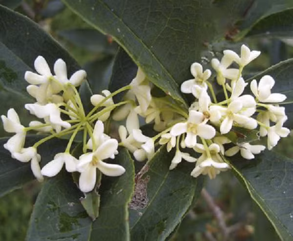 Đặc điểm của Mộc Hương là hoa có màu trắng, vàng đậm hoặc vàng nhạt, tỏa ra mùi hương nhẹ nhàng giống như mùi đào, mận chín.