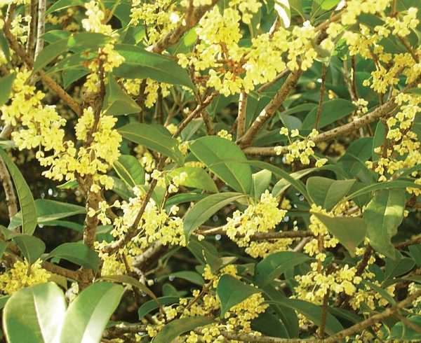 Vì thế Mộc Hương nhiều năm tuổi ở Việt Nam giờ rất hiếm. Những cây còn sót lại đều được nuôi trồng cẩn thận, có tuổi thọ cao, giá trị lên tới hàng chục tỷ đồng.